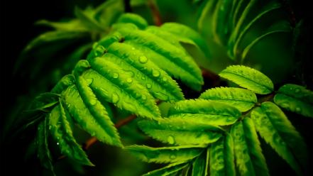 Green leaves water drops wallpaper