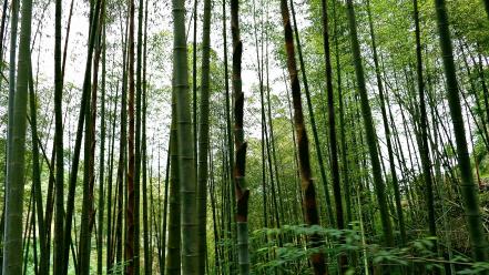 Landscapes nature trees forests bamboo wallpaper