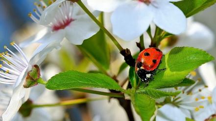 Nature insects macro ladybirds wallpaper