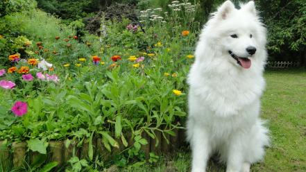 Samoyed dogs flowers garden wallpaper
