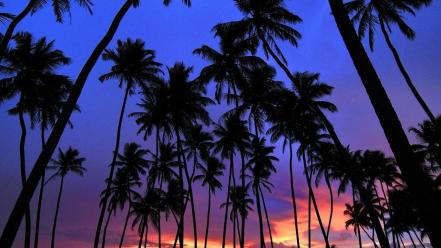 Sri lanka landscapes nature palm trees silhouettes wallpaper