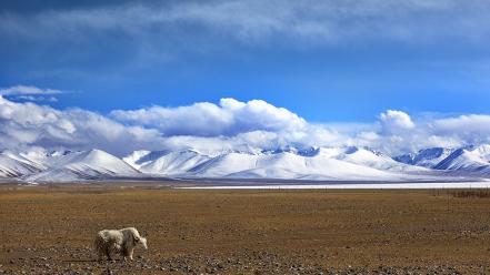 Tibet yak wallpaper