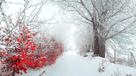 Winter snow trees red white flowers pathway wallpaper
