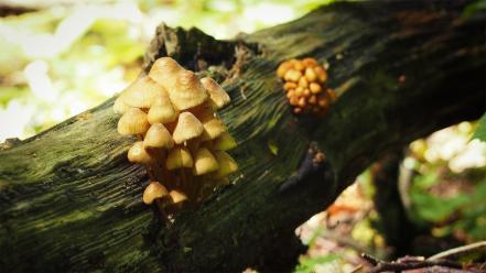 Wood forests mushrooms mushrooms, forest wallpaper