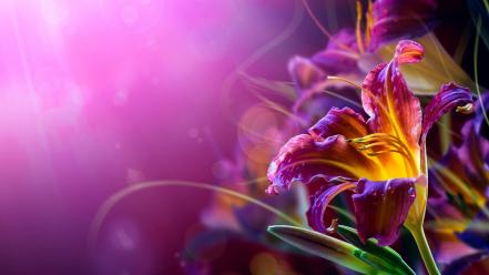 🥇 Abstract flower backgrounds wallpaper | (42425)