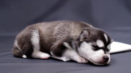 Animals dogs puppies husky wallpaper