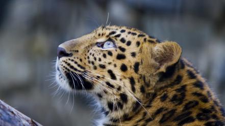 Animals leopards looking up wallpaper
