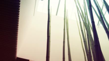 Architecture bamboo bright modern nature wallpaper