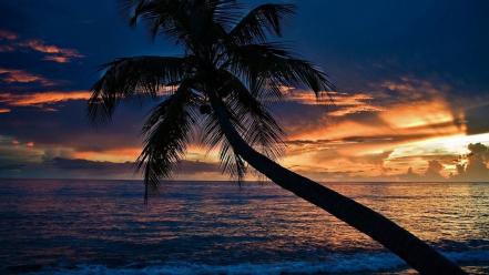 Beaches clouds coconut tree sea sunset wallpaper