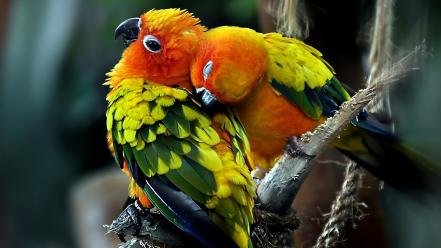 Birds couple images wallpaper