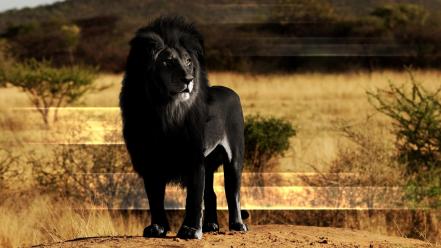 Black lion pictures wallpaper