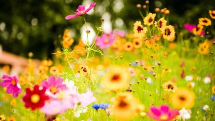 Colorful flowers photography wallpaper