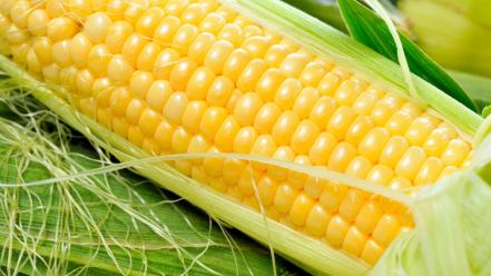 Corn vegetables wallpaper