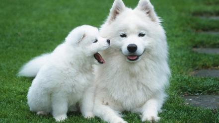 Cute white puppies wallpaper