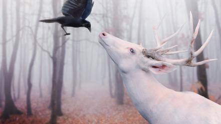 Deer digital art crows albino photo manipulation wallpaper