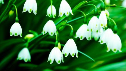 Flowers lily of the valley white wallpaper