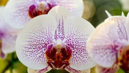 Flowers macro orchids wallpaper