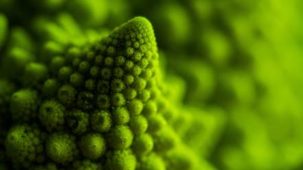 Green vegetables macro broccoli romanesco natural wallpaper