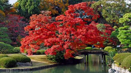Japan trees autumn bridges lakes colors wallpaper