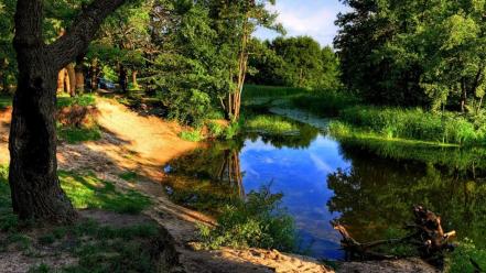 landscape photos forest