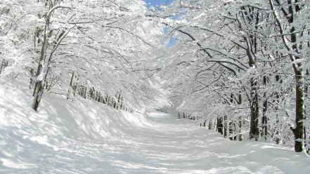 Nature photograph snow trees winter wallpaper