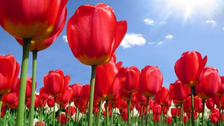 Nature sun red flowers tulips sunlight wallpaper