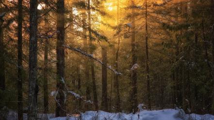 Wood forests sunlight british columbia vancouver island wallpaper