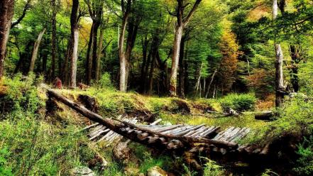 Wooden bridge bridges landscapes nature wallpaper