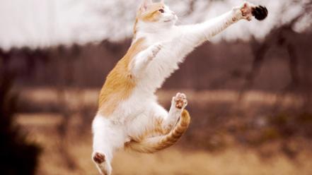 Animals blurred background cats jumping wallpaper