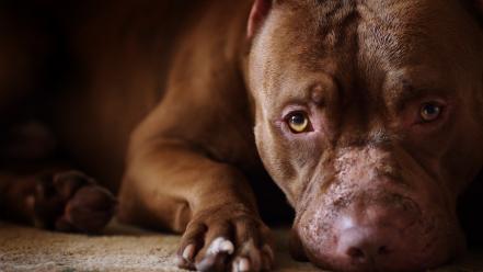 Animals dogs pets pit bull wallpaper