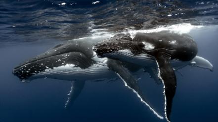 Animals sealife whales wallpaper