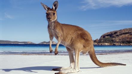 Australia animals beaches kangaroos nature wallpaper