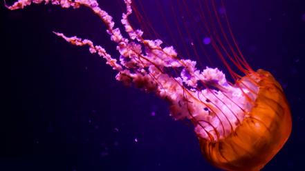 Beautiful jellyfish wallpaper
