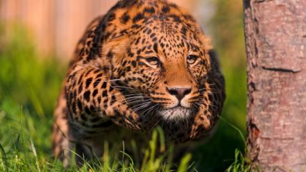 Cats animals hunter running leopards wallpaper