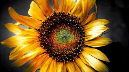 Flora flowers nature sunflowers wallpaper