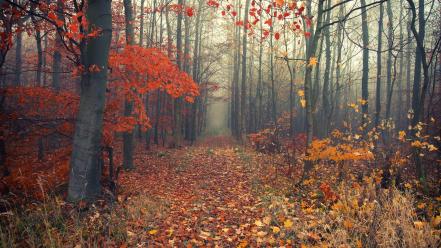 Grass paths fog autumn leaves early morning wallpaper