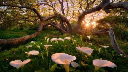 Green sunrise landscapes nature trees white flowers forests wallpaper