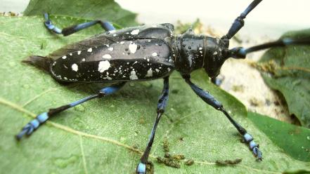 Insects beetles macro wallpaper