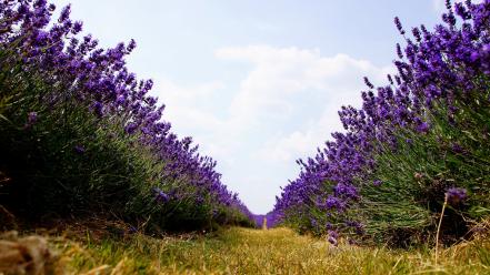 Lavender nature path purple flowers worms eye view wallpaper