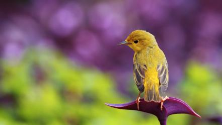 Little bird on flower wallpaper