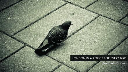 London birds pavement pigeons quotes wallpaper