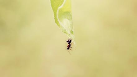 Minimalistic ants macro wallpaper