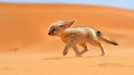 Morocco national geographic animals deserts fennec fox wallpaper