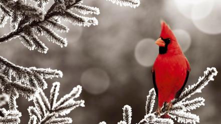 Northern cardinal bird wallpaper