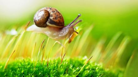 Snail on plants wallpaper