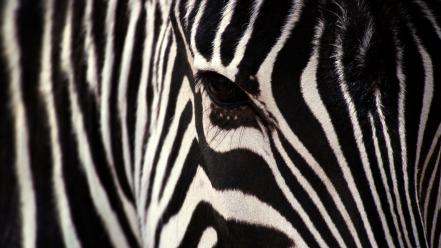 Zebra face background wallpaper