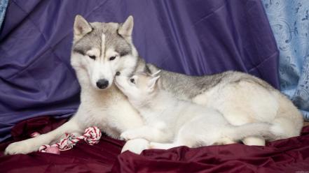 Animals canine huskies husky siberiano mammals wallpaper