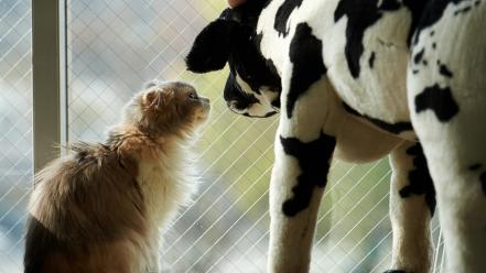 Animals cats cows stuffed toys wallpaper