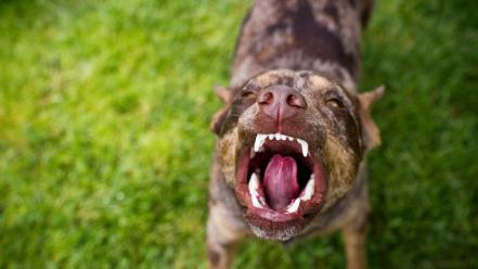 Animals dogs teeth wallpaper