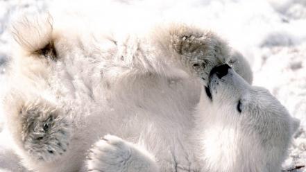 Animals wildlife predators polar bears wallpaper